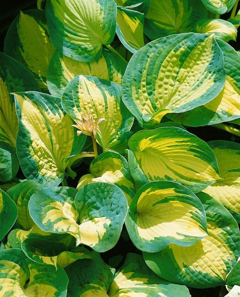 Hosta sieboldiana 'Great Expectations', Funkie, grün-gelb, ca. 11x11 cm Topf