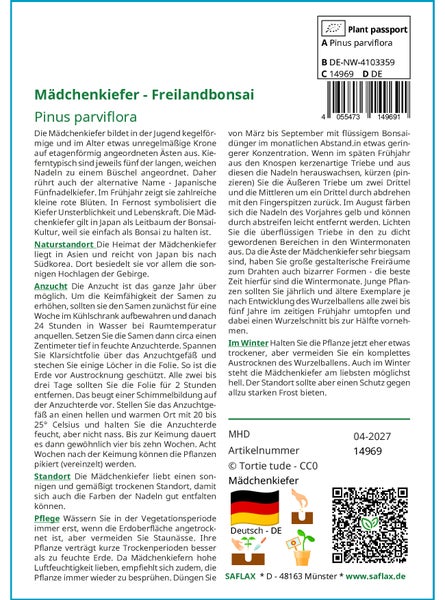 SAFLAX  - Mädchenkiefer - Pinus parviflora - 12 Samen