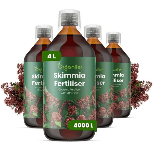 Vier Flaschen Organifer Skimmia Dünger, organisches Flüssigkonzentrat, 4 Liter für 4000 Liter Düngerlösung.