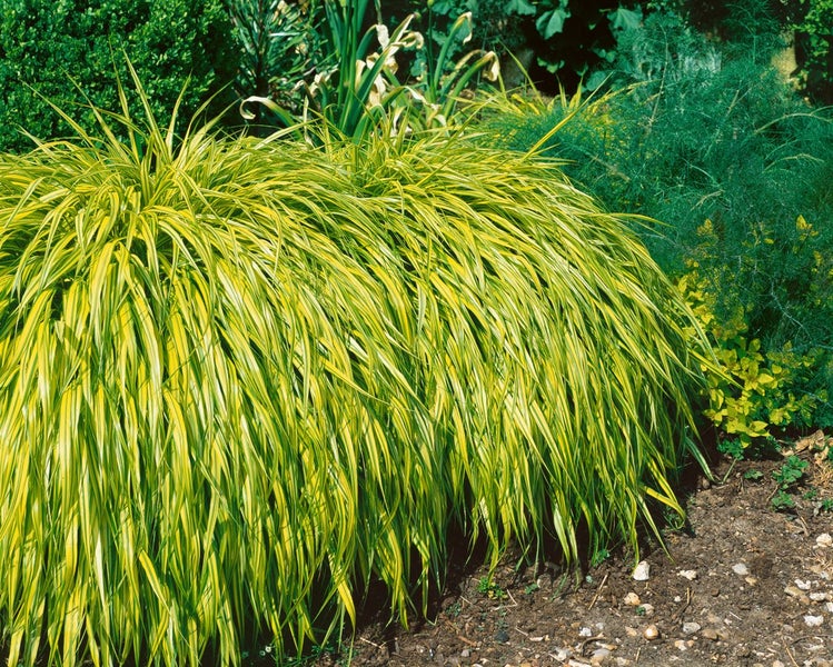 Gelbgestreiftes Japanisches Waldgras im Garten.