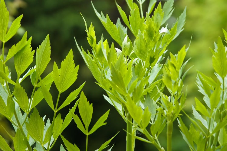 SAFLAX Anzucht Set - BIO - Liebstöckel - Levisticum officinale - 100 Samen - Mit Mini-Gewächshaus, Anzuchtsubstrat und 2 Töpfen