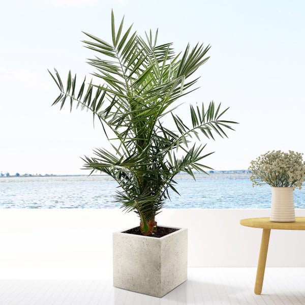 Kanarische Dattelpalme – 120 cm – ø15