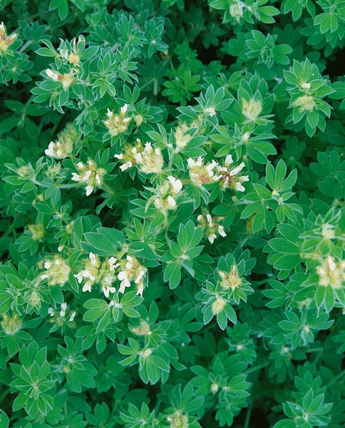 Dorycnium hirsutum, Behaarter Backenklee, 2 Liter Container