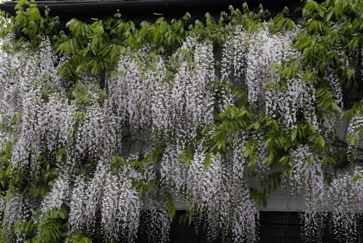Wisteria floribunda, Japanische Blauregen, 60–100 cm