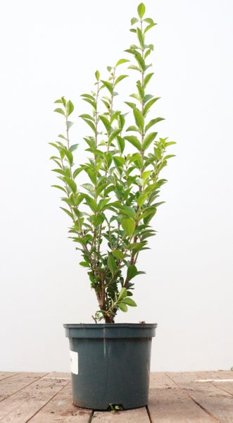 Ligustrum ovalifolium, Ovalblättriger Liguster, 60–80 cm