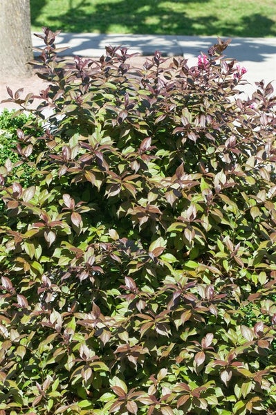 Weigela florida 'Minor Black', Weigelie, dunkelrot, 40–60 cm