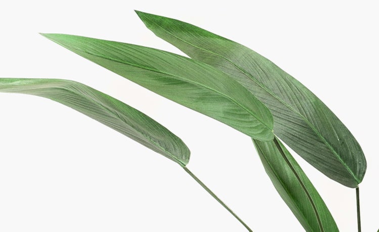 Kunstpflanze Heliconia ANURIA, 26 Blätter, grün, 175cm - Zimmerpflanze im Topf