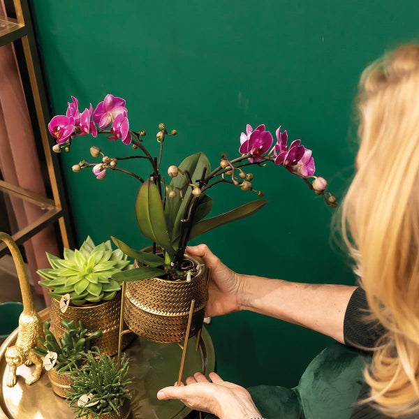 Kolibri Orchids Lila Phalaenopsis Orchidee Morelia + Groove Ziertopf gold Topfgröße 9cm 40cm hoch blühende Zimmerpflanze frisch vom Züchter