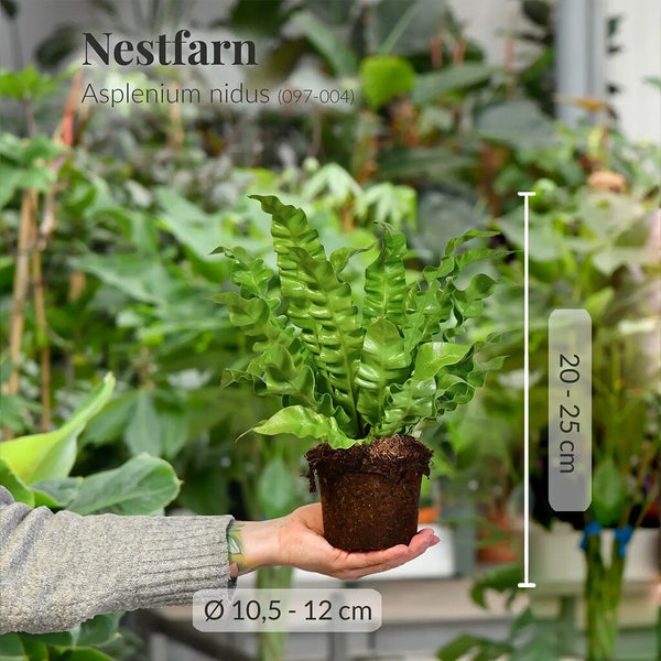 Nestfarn Duo