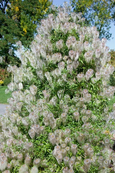 Pflanzenbild mit reichlich blühender Waldrebe