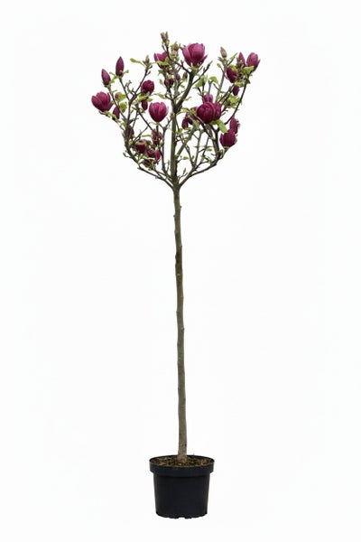 Magnolien Hochstamm als blühender Zierstrauch im Kunststofftopf.