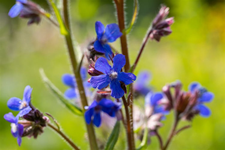 Anchusa azurea 'Dropmore', Ochsenzunge, blau, ca. 11x11 cm Topf