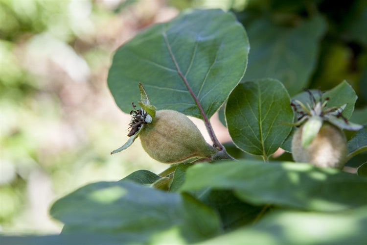 Cydonia 'Konstantinop.Apfelquitte', Apfelquitte, 150–200 cm