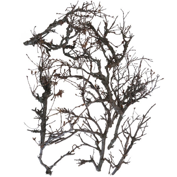 Naturdeko Äste und Zweige aus echtem Holz für Bastelarbeiten und Dekoration.