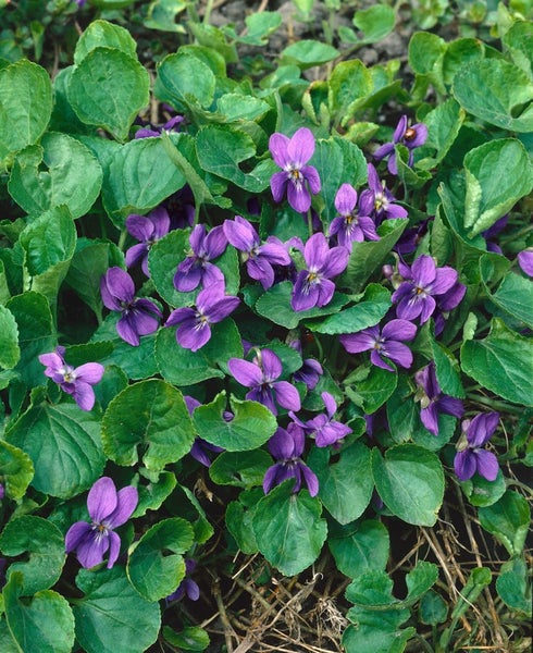 Viola odorata 'Königin Charlotte', Duftveilchen, violett, ca. 9x9 cm Topf