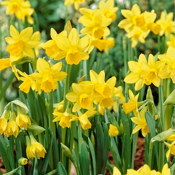 Bloomique – 25er-Mix – Narzisse Tete a Tete – kleine Narzisse – Blumenzwiebeln – Frühlingsblüte – mehrjährige Pflanzen – wird 15–20 cm groß