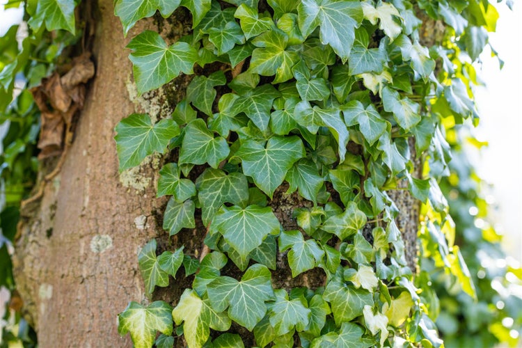 Hedera helix, Efeu, immergrün, 60–100 cm