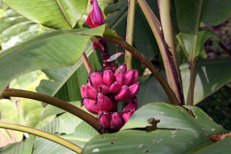 SAFLAX Garden to go - Kenia-Banane - Musa velutina - 8 Samen - Mit Topf, Klima - Deckel und Anzuchtsubstrat