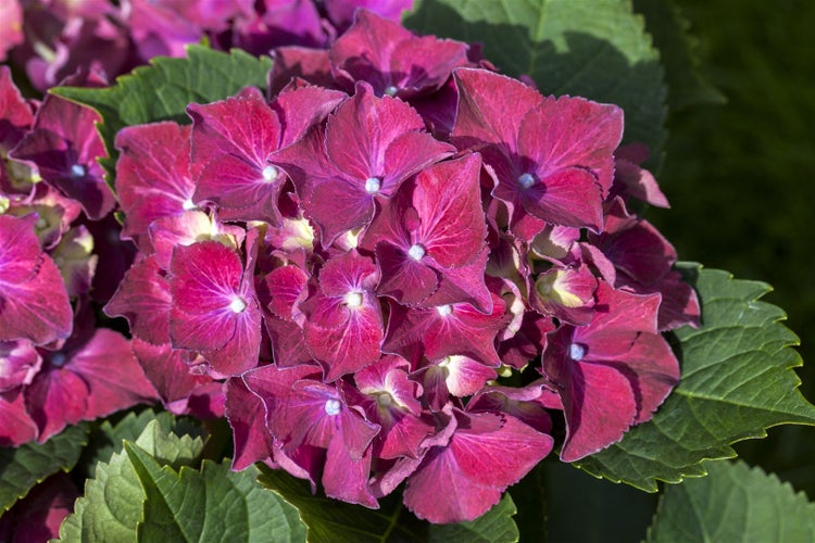 Nahaufnahme einer Hortensienblüte