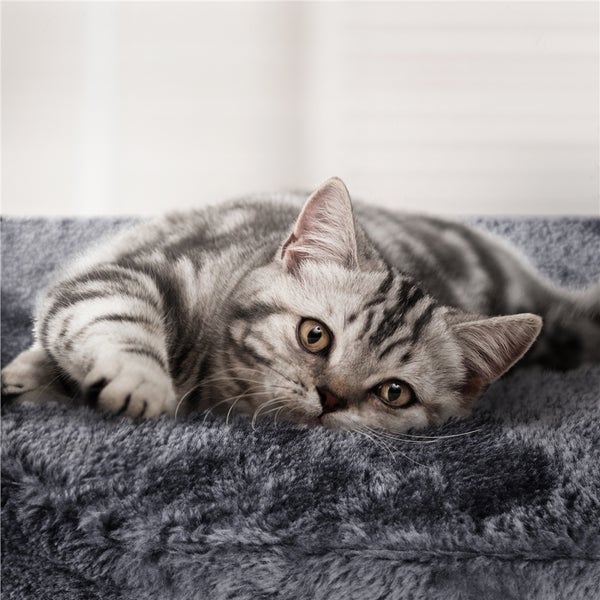 Getigerte Katze liegt auf einem grauen Katzenbett