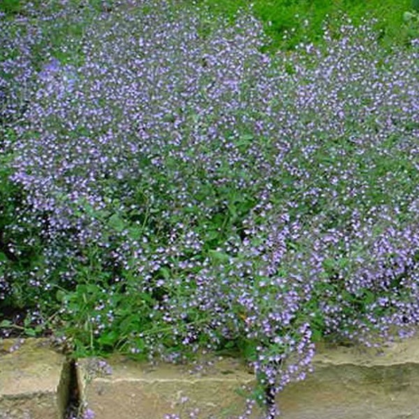 Blühende Katzenminze im Garten.