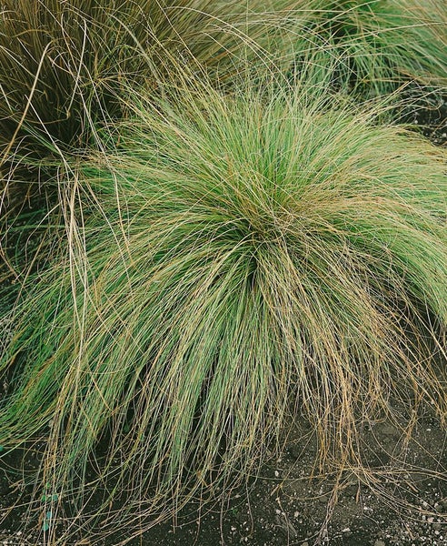 Carex comans 'Mint Curls', Ziergras, grün, ca. 9x9 cm Topf