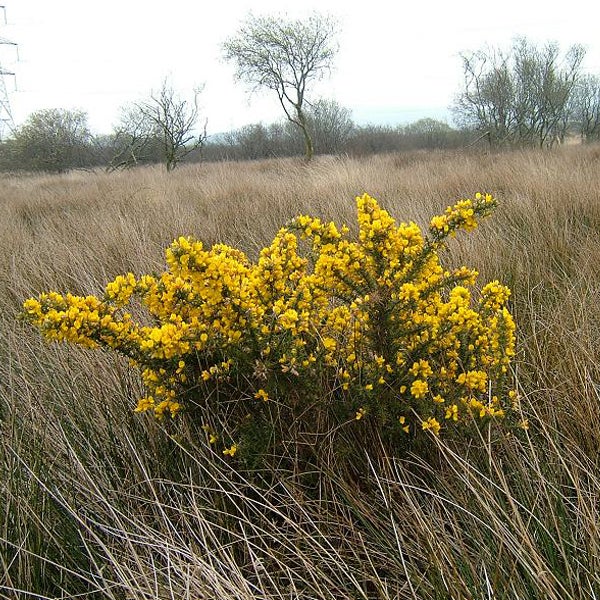 Ginsterstrauch mit gelben Blüten auf einer Wiese