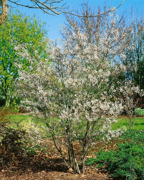 Amelanchier 'Rainbow Pillar', Felsenbirne, 60–100 cm, mehrfarbig