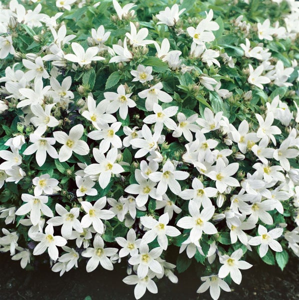 Nahaufnahme von Campanula-Blüten