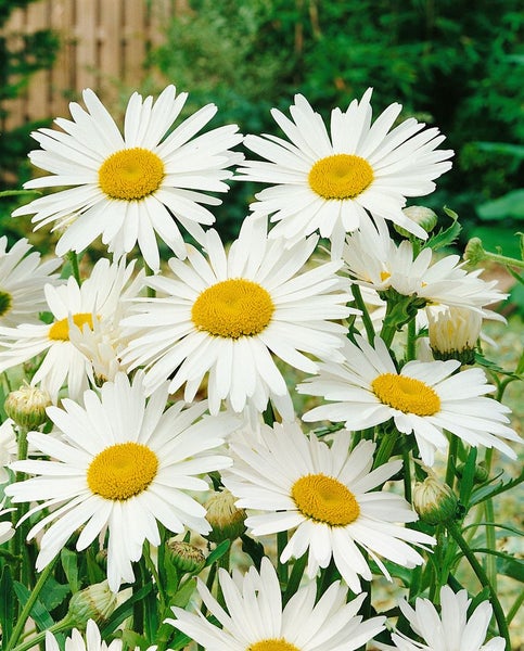 Leucanthemum vulgare, Margerite, weiß, ca. 9x9 cm Topf
