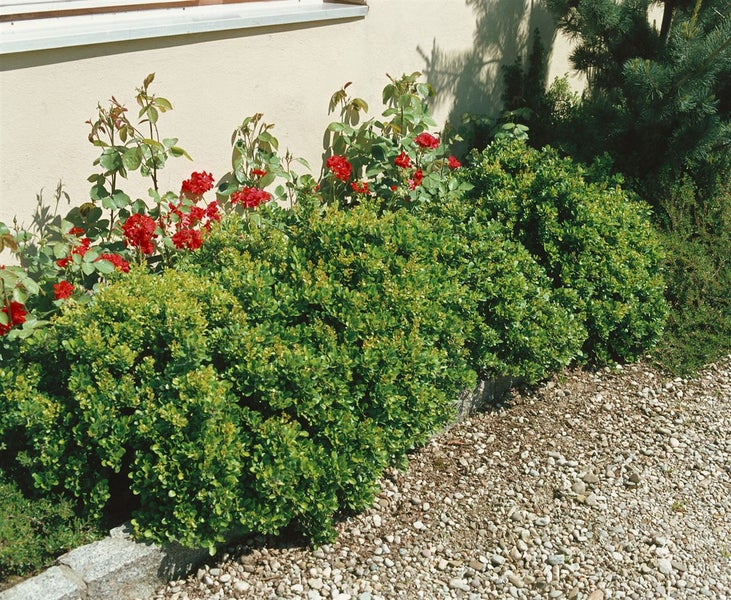 Berberis buxifolia 'Nana', Polster-Berberitze, kompakt, 15–20 cm