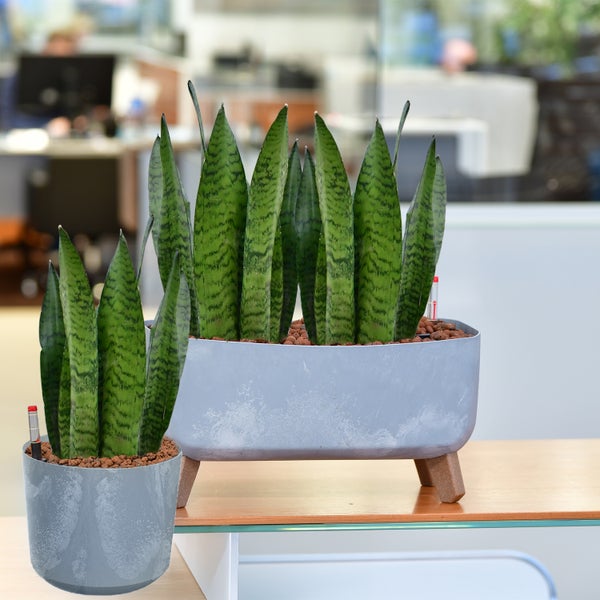 Zwei Sansevieria-Pflanzen in Töpfen auf einem Tisch