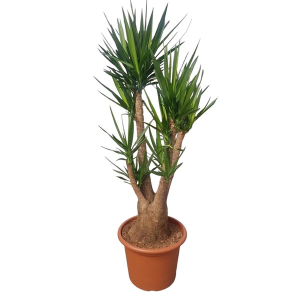 Yucca Elephantipes verzweigt - 190 cm - ø55