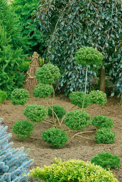 Gartenlandschaft mit kunstvoll geschnittenem Buchsbaum