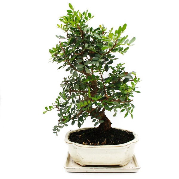 Bonsai - Pistacia lentiscus - Mastixtrauch - Wilde Pistazie - ca. 10 Jahre alt