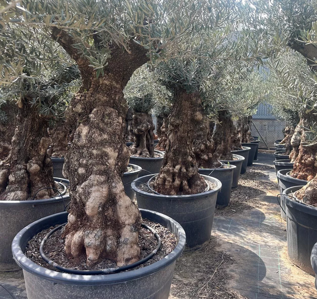 Olivenbaum Olea Europaea XXL ca.: 100 Jahre, Winterhart bis –18 °C, Höhe : ca: 250cm