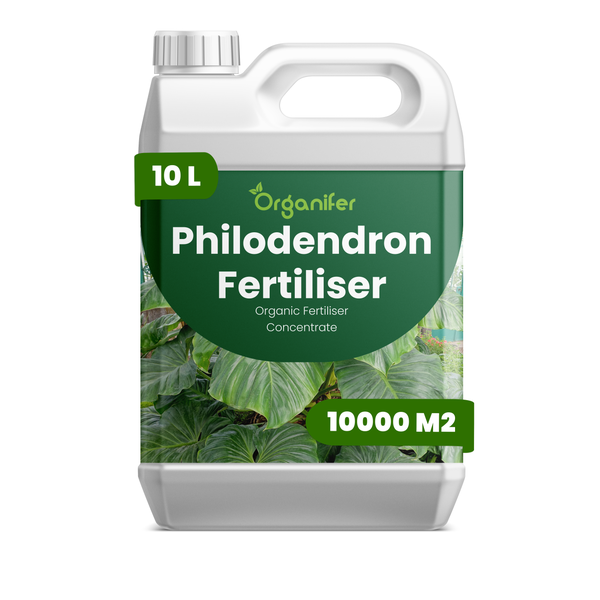 Organifer Philodendron-Dünger im Vergleich: Üppiges Laub, kräftiges Wachstum und vinassefreie Rezeptur gegenüber anderen Produkten.