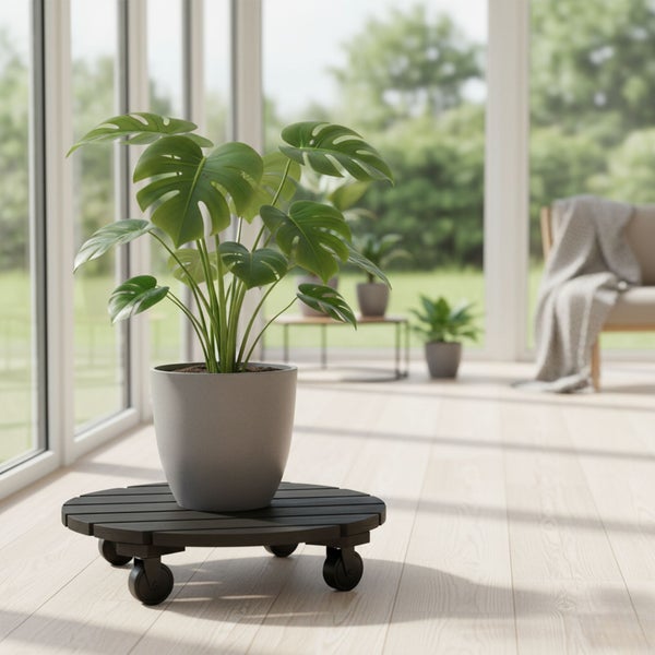 Innenraum mit Zimmerpflanze Monstera deliciosa in einem Topf auf einem Pflanzenroller