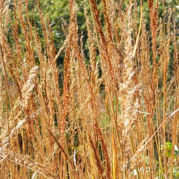 Hohes Ziergras im Garten.