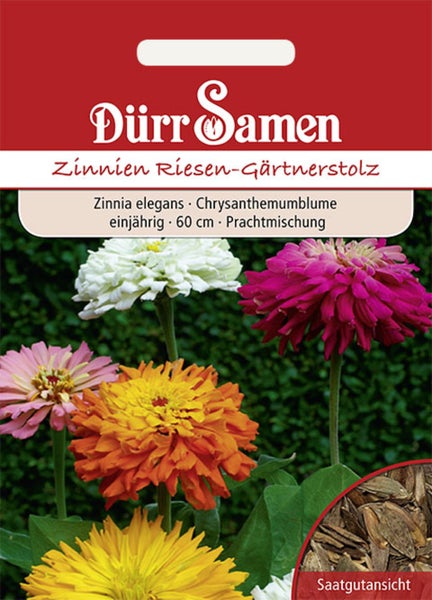 Samentüte Zinnien Riesen-Gärtnerstolz von Dürr Samen, einjährig, 60 Zentimeter hoch, mit bunten Blüten und Samenansicht. Dürr Samen Logo.