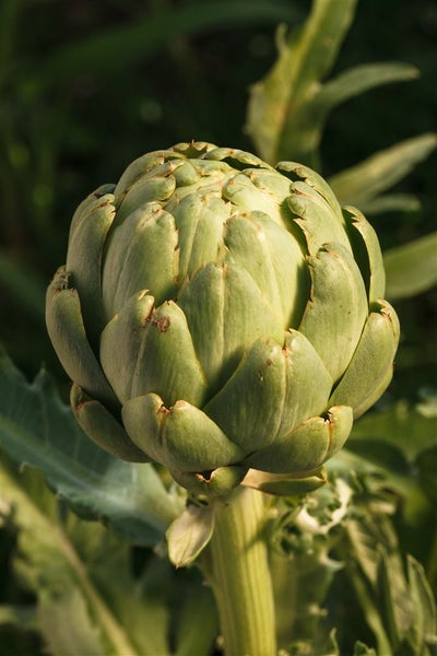 Cynara scolymus, Artischocke, ca. 11x11 cm Topf
