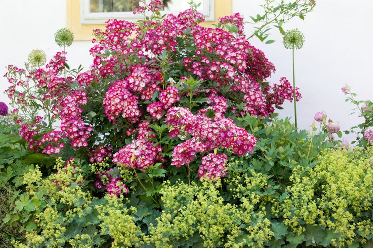 Rosa 'Mozart', Strauchrose, rosa, 5-7,5 Liter Container