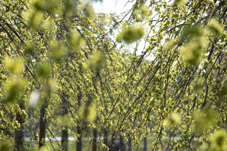 Nahaufnahme von Baumästen mit Knospen