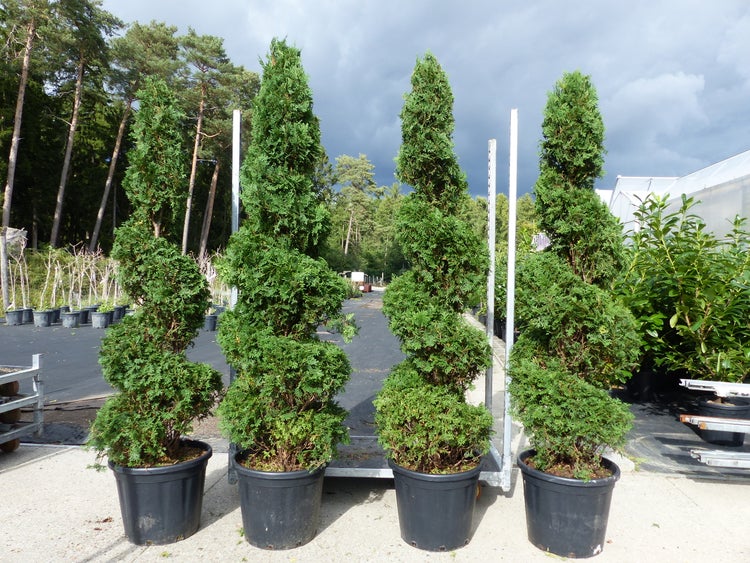 Vier geschnittene Thuja-Pflanzen in Töpfen