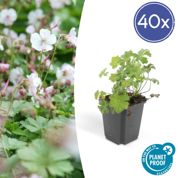 Geranium cantabrigiense Biokovo, Bodendecker mit weißen Blüten im 40er Pack, Planet Proof zertifiziert.