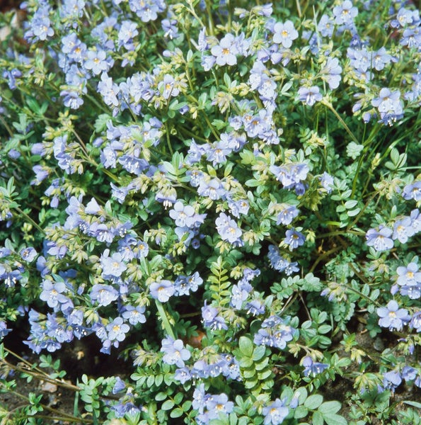 Polemonium reptans, Jakobsleiter, ca. 9x9 cm Topf, zartblau
