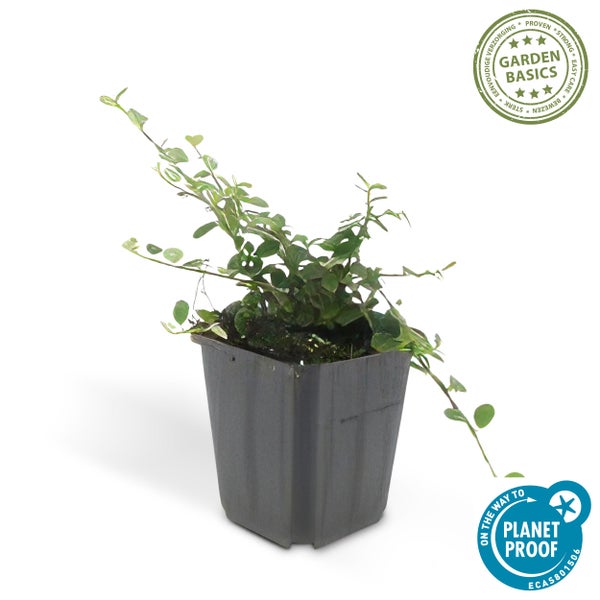 Bodendecker - Zwergmispel - Kriechmispel - Cotoneaster 'Streib's Findling' - 9cm Topf - Set mit 40 Pflanzen