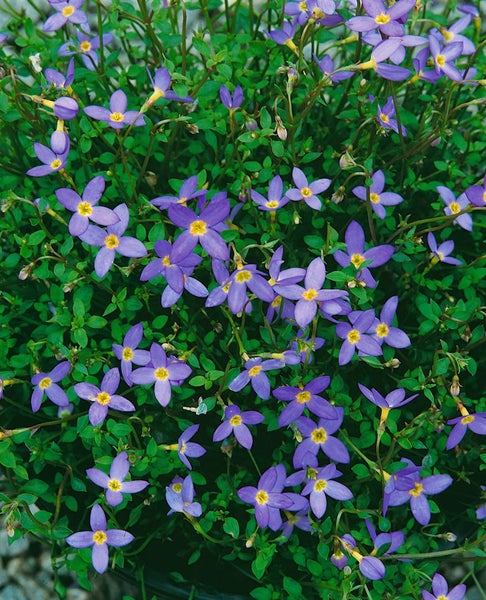 Houstonia caerulea, Himmelsblümchen, zartblau, ca. 9x9 cm Topf