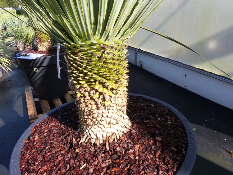 Yucca rostrata in einem großen Kunststofftopf mit Rindenmulch.