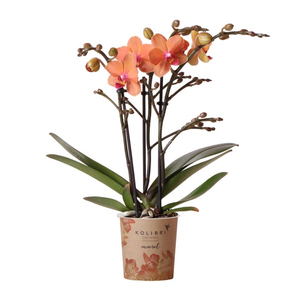 Kolibri Orchids Orange Phalaenopsis Orchidee Mineral Bolzano Topfgröße 9cm blühende Topfpflanze frisch vom Züchter